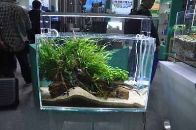 北方魚(yú)缸水草繁殖基地在哪里：北方魚(yú)缸水草繁殖基地 魚(yú)缸百科 第1張