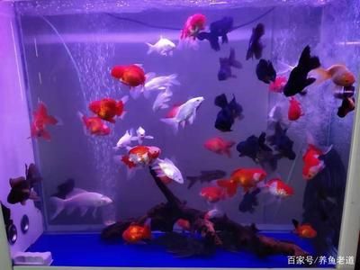 不打氧的魚缸養(yǎng)什么魚比較好：不打氧的魚缸養(yǎng)什么魚 魚缸百科 第4張