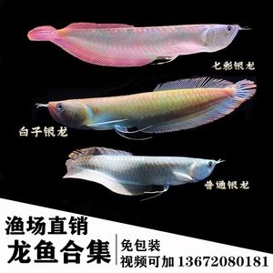 紅眼白子龍魚