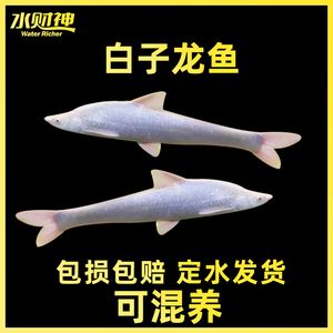 紅眼白子龍魚