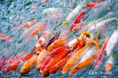 觀賞魚發(fā)展的前景：2023-2029年中國觀賞魚行業(yè)發(fā)展動態(tài) 廣州觀賞魚批發(fā)市場 第1張