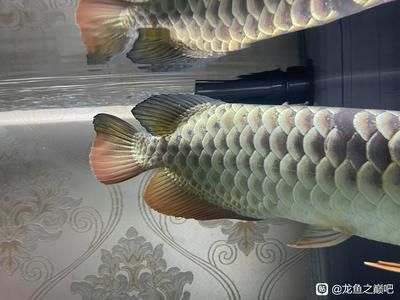 龍魚背部鱗片掉了怎么辦：如何處理龍魚掉鱗問(wèn)題 龍魚百科 第1張