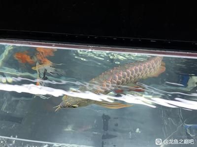 龍魚背部鱗片掉了怎么辦：如何處理龍魚掉鱗問(wèn)題 龍魚百科 第2張