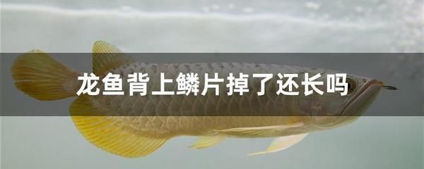 龍魚背部鱗片掉了怎么辦：如何處理龍魚掉鱗問(wèn)題 龍魚百科 第3張