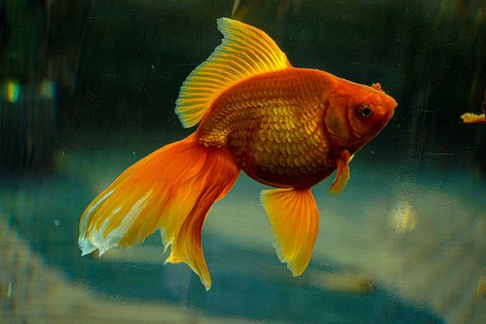 紅鯉魚在魚缸里不加氧氣行嗎：18篇智腦大模型提煉18篇智腦大模型提煉了5個(gè)關(guān)鍵詞