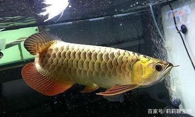 龍魚5號藥能控制蛋白蟲么：龍魚5號藥可以控制蛋白蟲嗎？ 龍魚百科 第2張