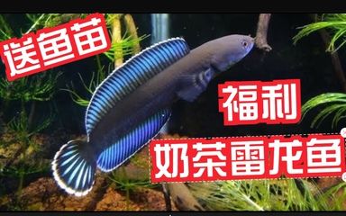 奶茶雷龍魚和什么魚混養(yǎng)最好看：奶茶雷龍魚怎么混養(yǎng) 龍魚百科 第2張