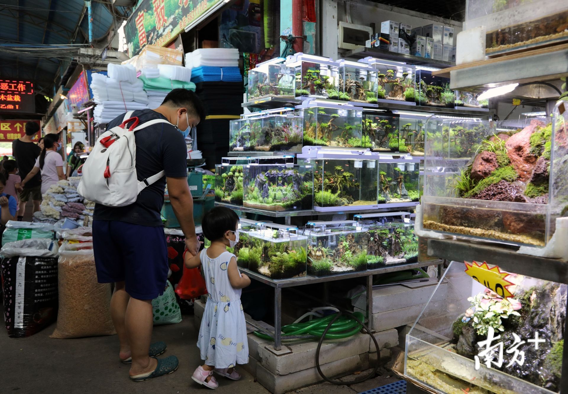 芳村花鳥魚蟲市場搬到哪里去了 廣州水族批發(fā)市場 第4張