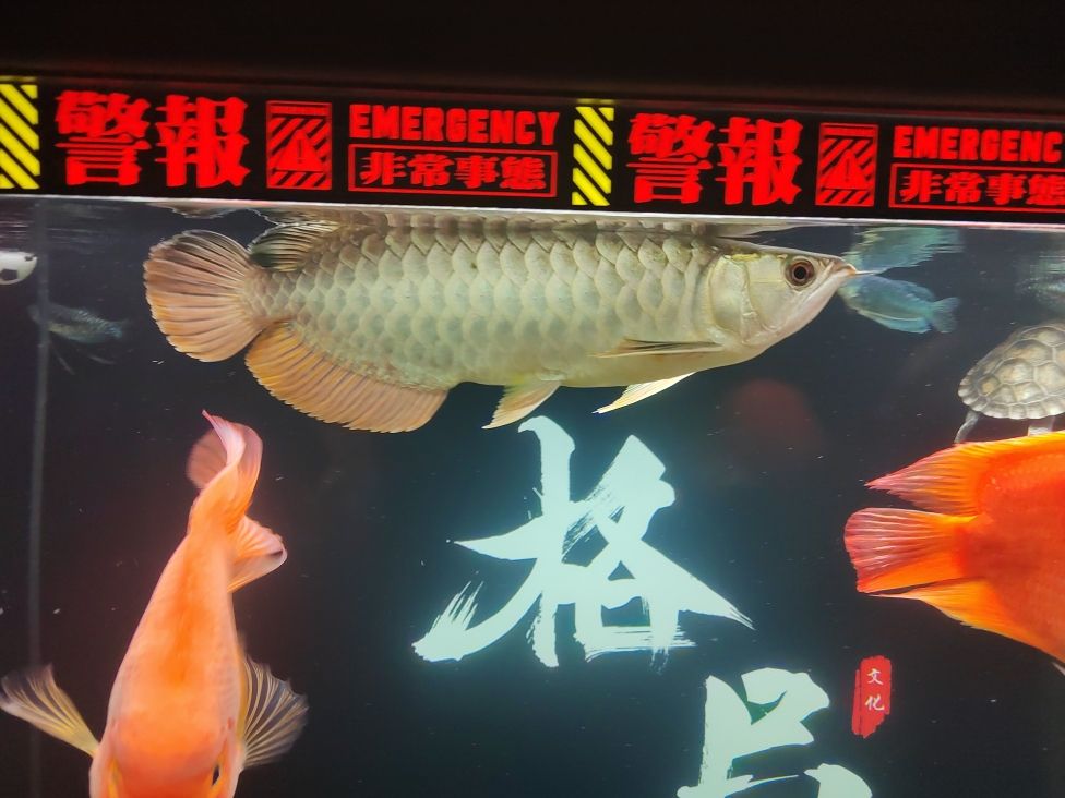 記錄：昆weixin001評論：鸚鵡龍魚混養(yǎng) 觀賞魚論壇 第1張