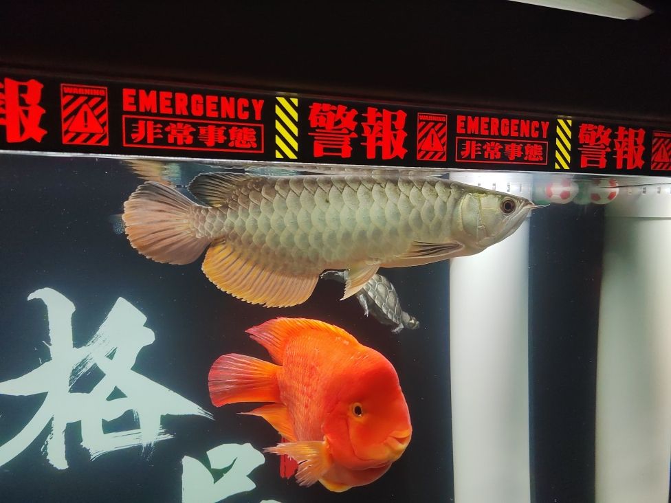 記錄：昆weixin001評論：鸚鵡龍魚混養(yǎng) 觀賞魚論壇 第2張