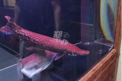 觀賞魚售賣平臺：水族電商的發(fā)展趨勢 廣州觀賞魚批發(fā)市場 第4張