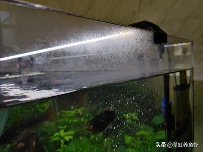 大型魚缸內(nèi)壁怎么清理：如何清洗大型魚缸內(nèi)壁？ 魚缸百科 第4張