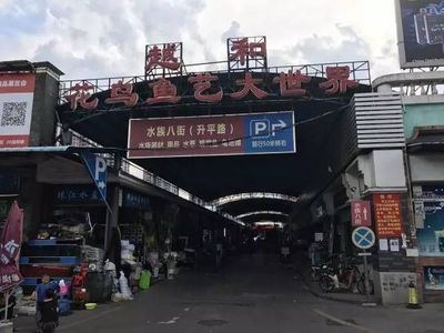 廣州芳村花鳥魚市場搬到哪里去了：廣州芳村花鳥魚蟲市場已經(jīng)搬遷至荔灣區(qū)芳村龍溪大道廣州花卉博覽園內(nèi) 廣州水族批發(fā)市場 第3張