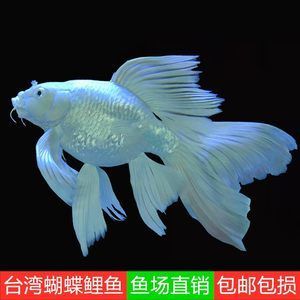 蝴蝶鯉價(jià)格多少錢一條：蝴蝶鯉的價(jià)格與飼養(yǎng)技巧