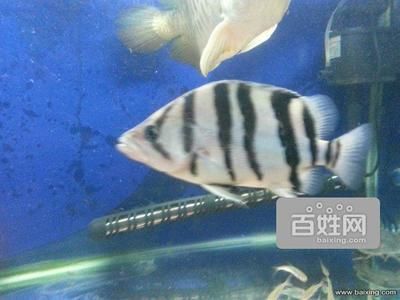 廣州虎魚批發(fā)視頻在哪里：關(guān)于廣州芳村觀賞魚市場的視頻 廣州水族批發(fā)市場 第1張