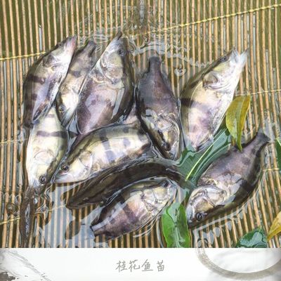 廣州花魚市場在哪：廣州花鳥魚蟲市場 廣州水族批發(fā)市場 第4張