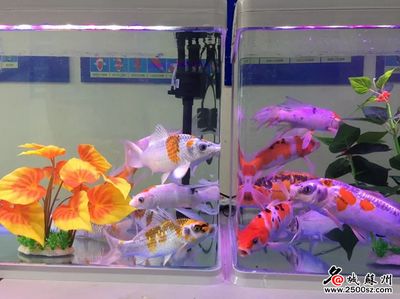 花鳥市場(chǎng)有觀賞魚賣嗎現(xiàn)在怎么樣：上?；B市場(chǎng) 廣州觀賞魚批發(fā)市場(chǎng) 第2張