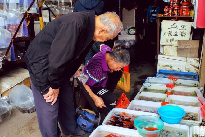 芳村花鳥魚蟲市場在哪個(gè)地鐵口：廣州芳村花鳥魚蟲市場 廣州水族批發(fā)市場 第1張