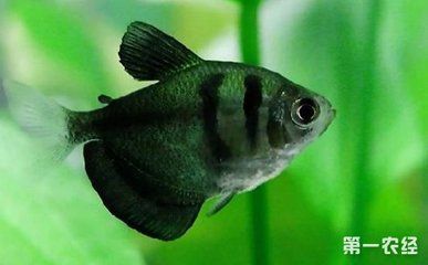 好養(yǎng)的觀賞魚有哪些：新手飼養(yǎng)觀賞魚品種及其特點(diǎn)：觀賞魚品種及其特點(diǎn) 魚缸風(fēng)水 第1張