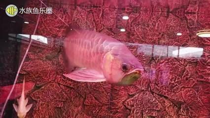 廣州水族市場：廣州有幾個水族市場