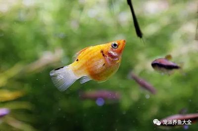 廣州水族批發(fā)市場有哪些魚類品種：廣州水族批發(fā)市場 廣州觀賞魚批發(fā)市場 第3張