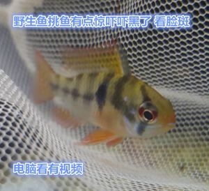 廣州觀賞魚市場哪個最好賣的：廣州觀賞魚市場價格波動 廣州觀賞魚批發(fā)市場 第4張