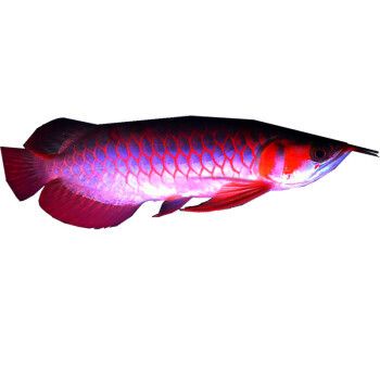 紅龍魚(yú)有野生的嗎