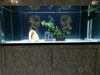 冬天錦鯉魚缸水溫是多少：冬季錦鯉越冬策略 魚缸百科 第4張