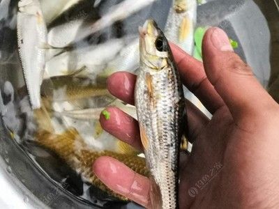 廣佛花魚之家有什么店鋪可以開：廣佛花魚之家物業(yè)投資有限公司 廣州水族批發(fā)市場 第4張