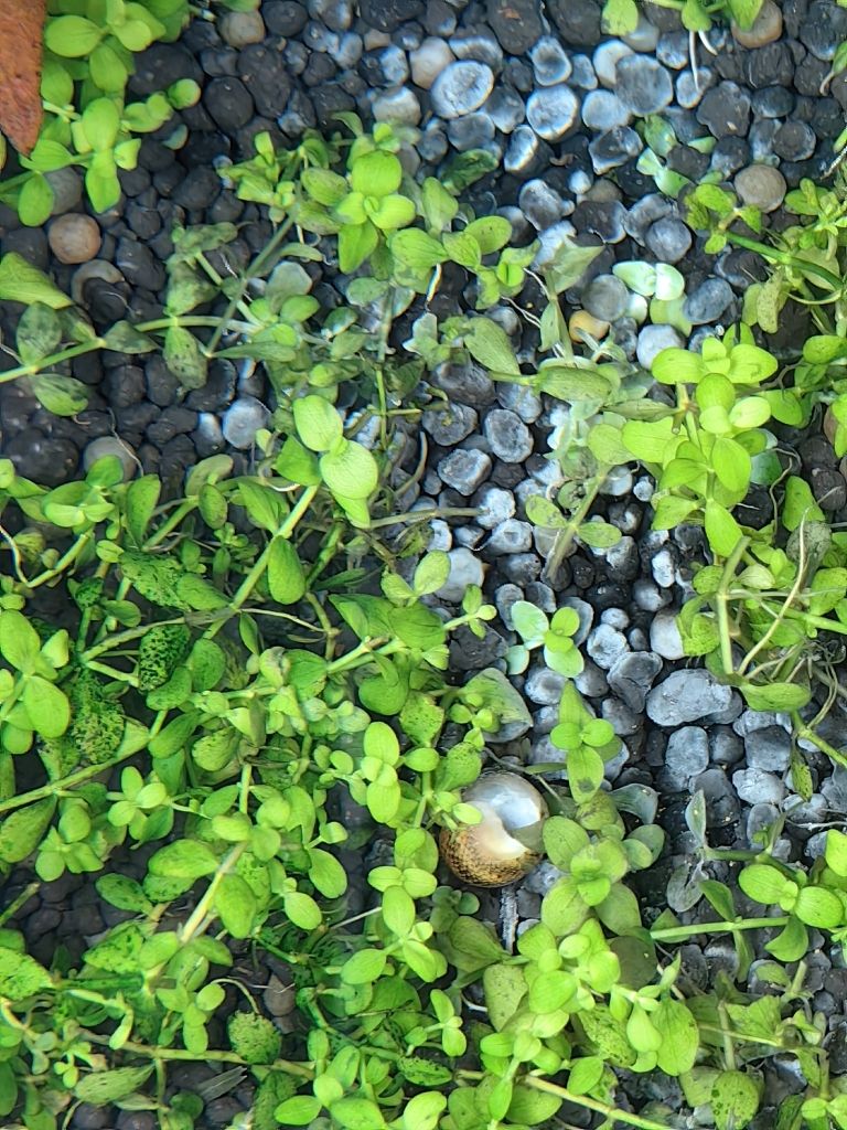 水草泥白斑：請教大家，開缸兩個月水草泥上的白斑是什么水草泥上的白斑是什么 觀賞魚論壇 第2張