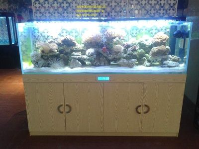 桓臺哪里有賣魚缸的市場?。夯概_縣城區(qū)可麗愛水族館成立于2012年07月10日 廣州觀賞魚批發(fā)市場 第1張