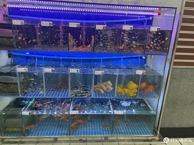 超市賣觀賞魚：小店如何賣觀賞魚 魚缸風(fēng)水 第1張