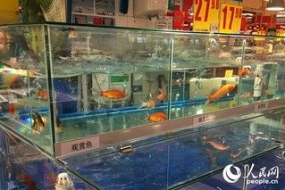 超市賣觀賞魚：小店如何賣觀賞魚 魚缸風(fēng)水 第2張