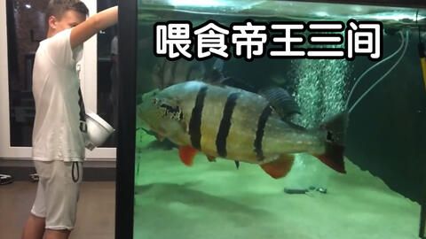 超市賣觀賞魚：小店如何賣觀賞魚 魚缸風(fēng)水 第3張