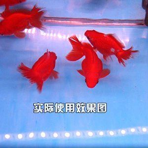 養(yǎng)龍魚魚缸燈一直開的嗎：養(yǎng)龍魚時(shí)魚缸燈并不是一直開著的,實(shí)際上適當(dāng)?shù)墓庹展芾? title=