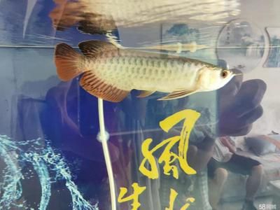 金頭過(guò)背龍魚長(zhǎng)大后頭上不金了：金頭過(guò)背龍魚的長(zhǎng)大會(huì)導(dǎo)致頭上不金嗎？ 龍魚百科 第2張