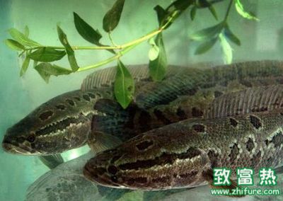 黑魚(yú)怎么養(yǎng)在魚(yú)缸里面呢：家庭養(yǎng)黑魚(yú)的注意事項(xiàng)