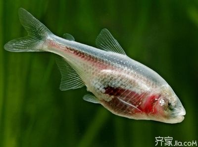 大魚缸怎么加溫的：大魚缸保溫的方法 魚缸百科 第1張