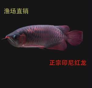 10cm紅龍魚苗價格：10cm紅龍魚苗價格信息搜索結(jié)果10cm紅龍魚苗價格信息