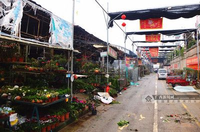 芳村區(qū)花鳥市場在哪里呀 廣州水族批發(fā)市場 第1張