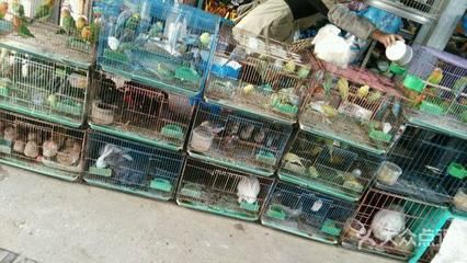 芳村舊花鳥市場還有魚買嗎：芳村花鳥魚蟲市場在2023年因地塊改造原因進(jìn)行整體搬遷 廣州水族批發(fā)市場 第3張