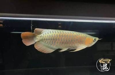 廣州買魚缸去哪里買好：廣州購買魚缸有哪些地點？ 廣州水族批發(fā)市場