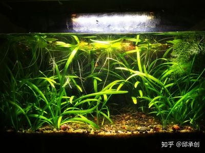 不需要打理的魚缸水草有哪些：選擇魚缸水草時(shí)，這四種水草相對(duì)不需要太多打理，請(qǐng)注意