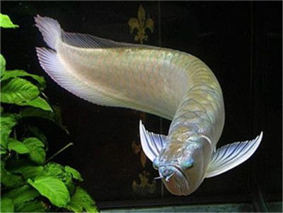 20厘米銀龍魚(yú)價(jià)格：20厘米銀龍魚(yú)價(jià)格在70-100元之間 龍魚(yú)百科 第2張