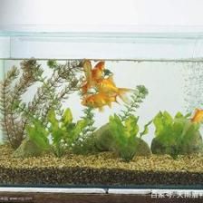 玻璃膠魚(yú)缸會(huì)不會(huì)裂掉：如何選擇玻璃膠魚(yú)缸修補(bǔ)方法