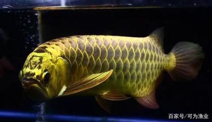 家里放大魚(yú)缸：如何在家中放大魚(yú)缸 魚(yú)缸風(fēng)水