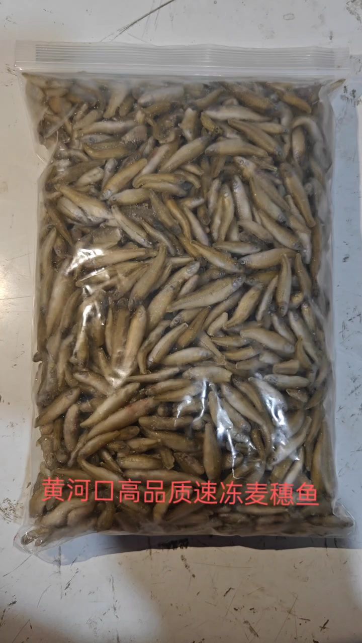 麥穗魚喂食記：黃河口高品質(zhì)速凍麥穗魚 觀賞魚論壇