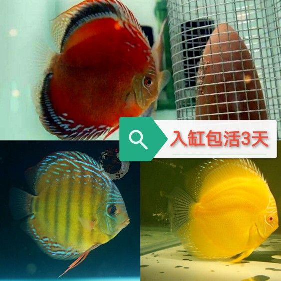 好看的大型淡水觀賞魚有哪些品種：淡水觀賞魚適合家養(yǎng)的大型淡水觀賞魚品種和進(jìn)化歷史 魚缸風(fēng)水 第4張