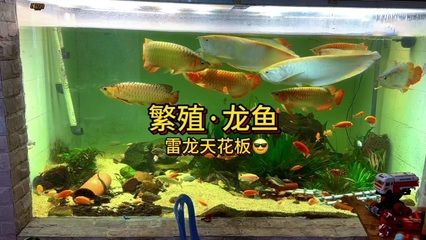 和龍魚混養(yǎng)的龜叫什么龜：與龍魚混養(yǎng)的龜叫什么龜