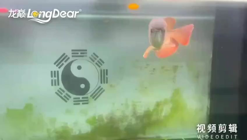 每天打卡：大熊,橘櫟想吃圣橘子評論：水清魚靚 觀賞魚論壇